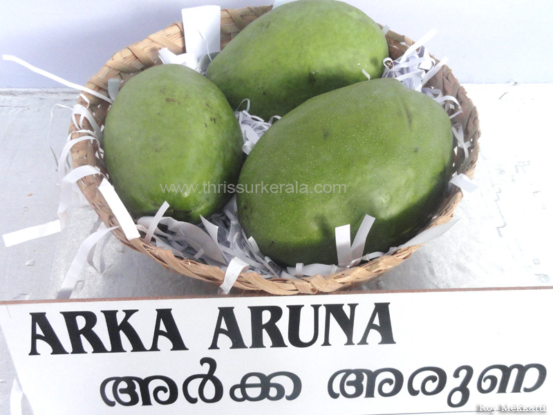 Arka Aruna